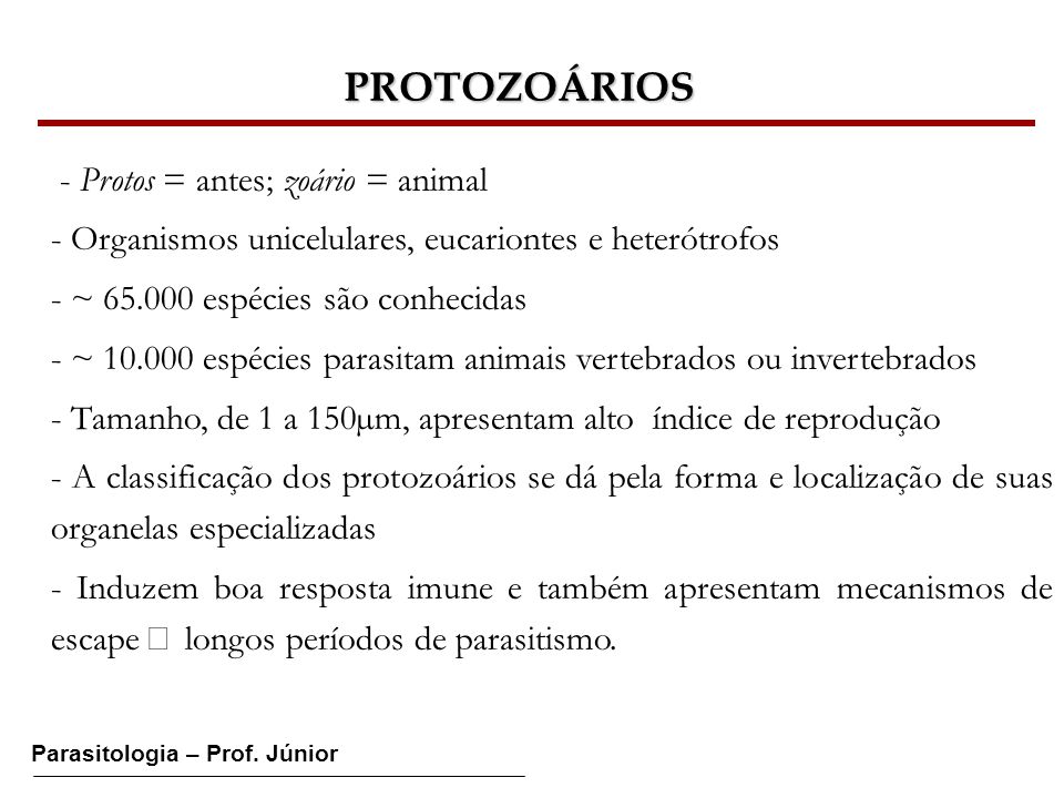 PROTOZOÁRIOS - Protos = antes; zoário = animal