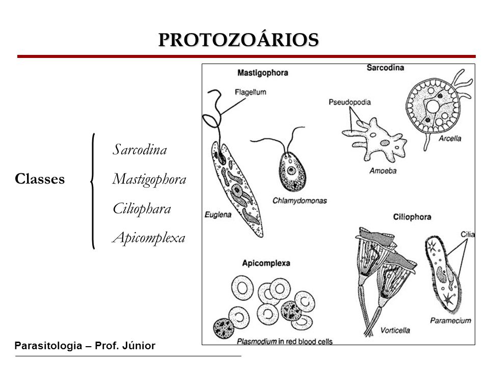 PROTOZOÁRIOS Sarcodina Classes Mastigophora Ciliophara Apicomplexa