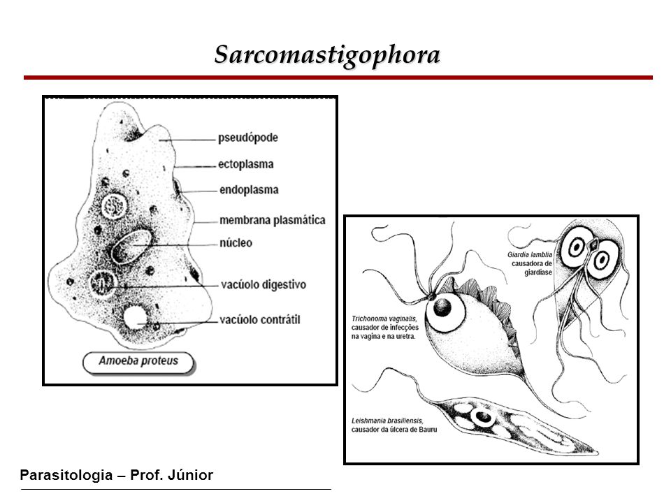 Sarcomastigophora