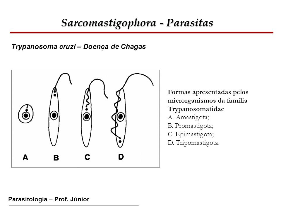 Sarcomastigophora - Parasitas