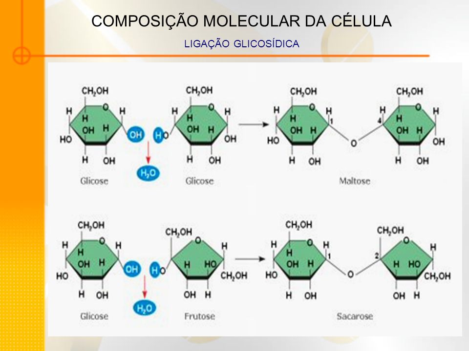 COMPOSIÇÃO MOLECULAR DA CÉLULA LIGAÇÃO GLICOSÍDICA