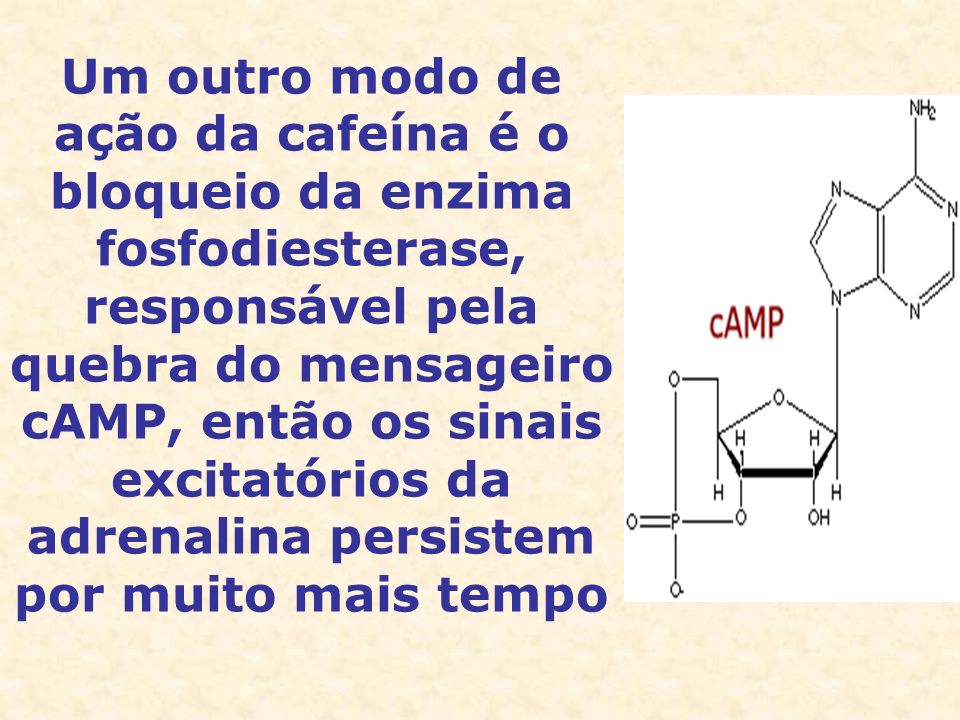 Um outro modo de ação da cafeína é o bloqueio da enzima fosfodiesterase, responsável pela quebra do mensageiro cAMP, então os sinais excitatórios da adrenalina persistem por muito mais tempo