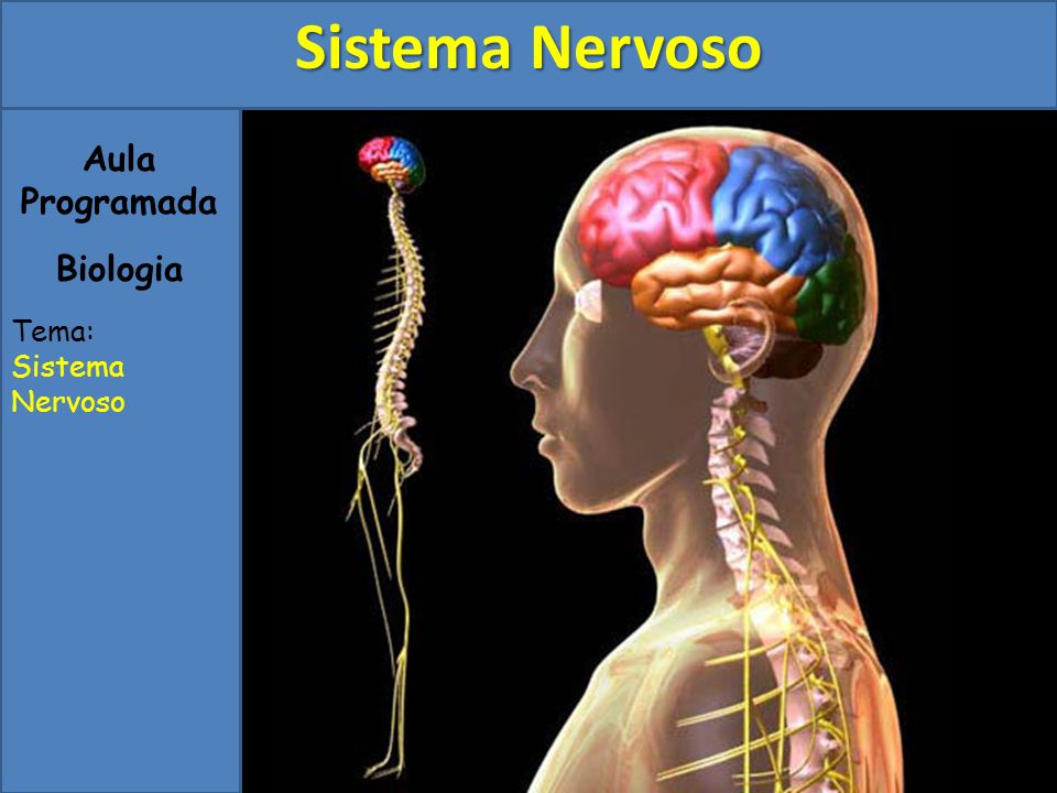 Sistema Nervoso Aula Programada Biologia Tema: Sistema Nervoso