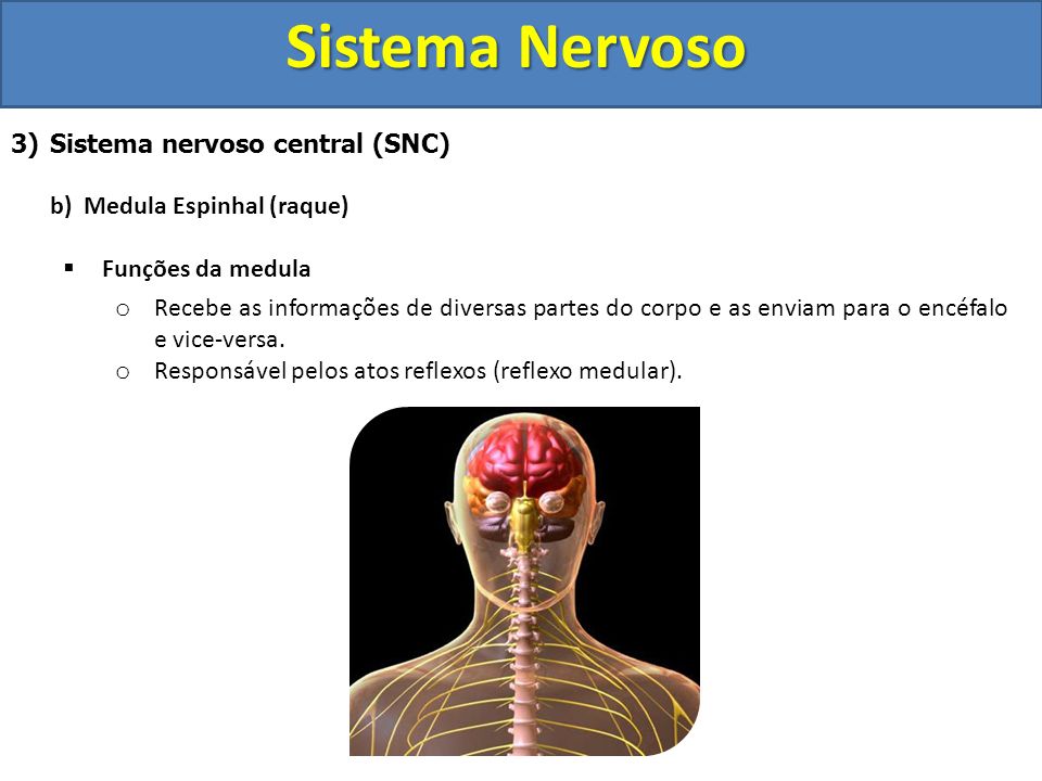 Sistema Nervoso Sistema nervoso central (SNC)
