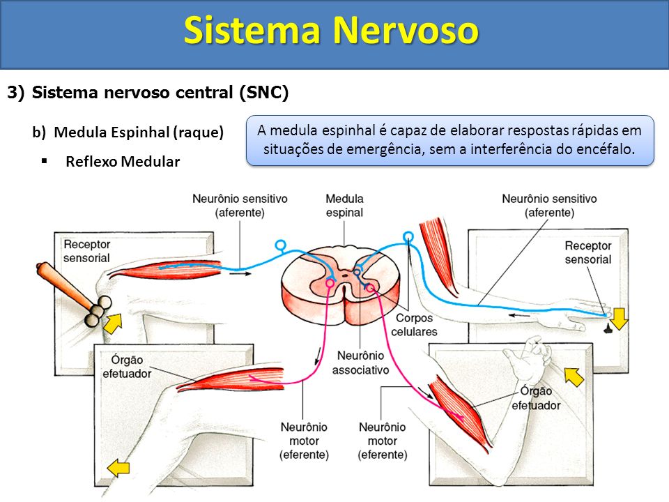 Sistema Nervoso Sistema nervoso central (SNC)