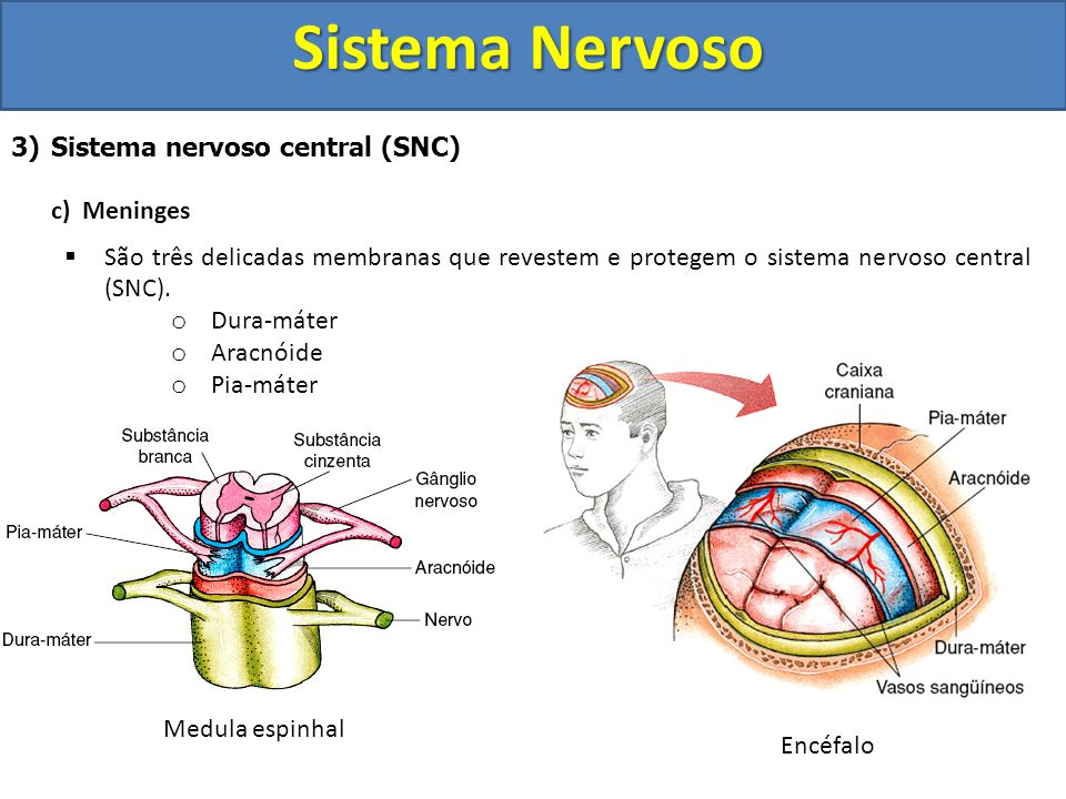 Sistema Nervoso Sistema nervoso central (SNC) c) Meninges