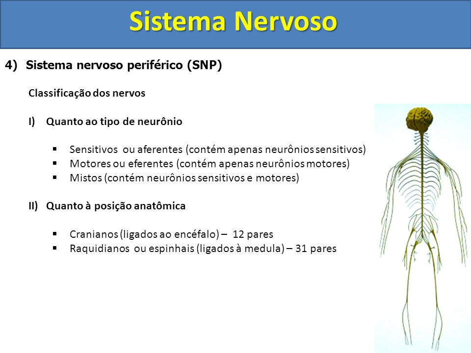 Sistema Nervoso Sistema nervoso periférico (SNP)