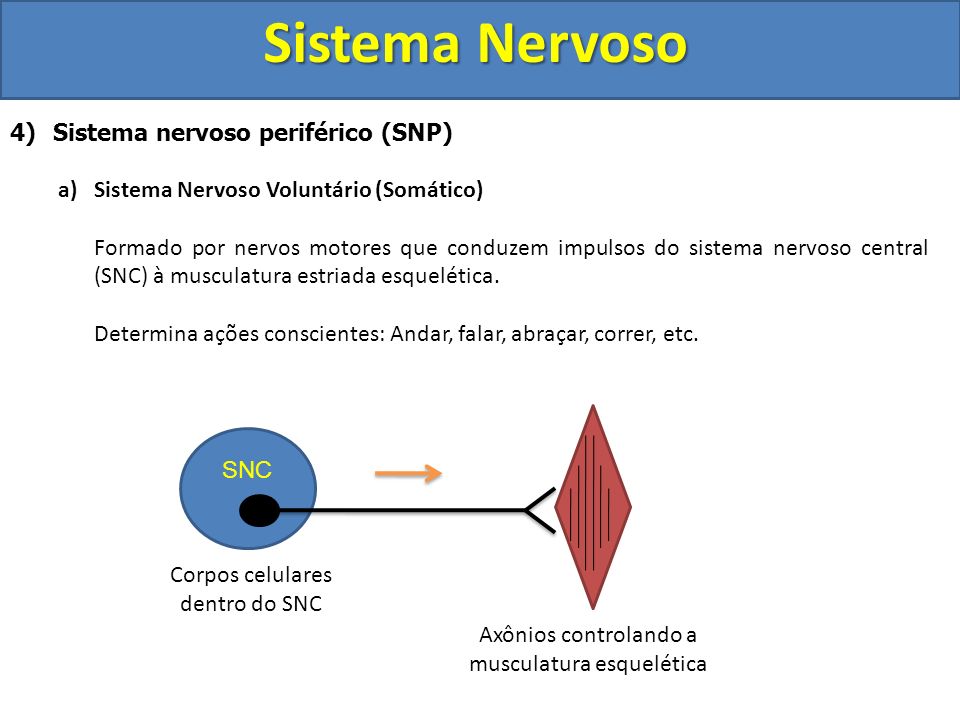 Sistema Nervoso Sistema nervoso periférico (SNP)