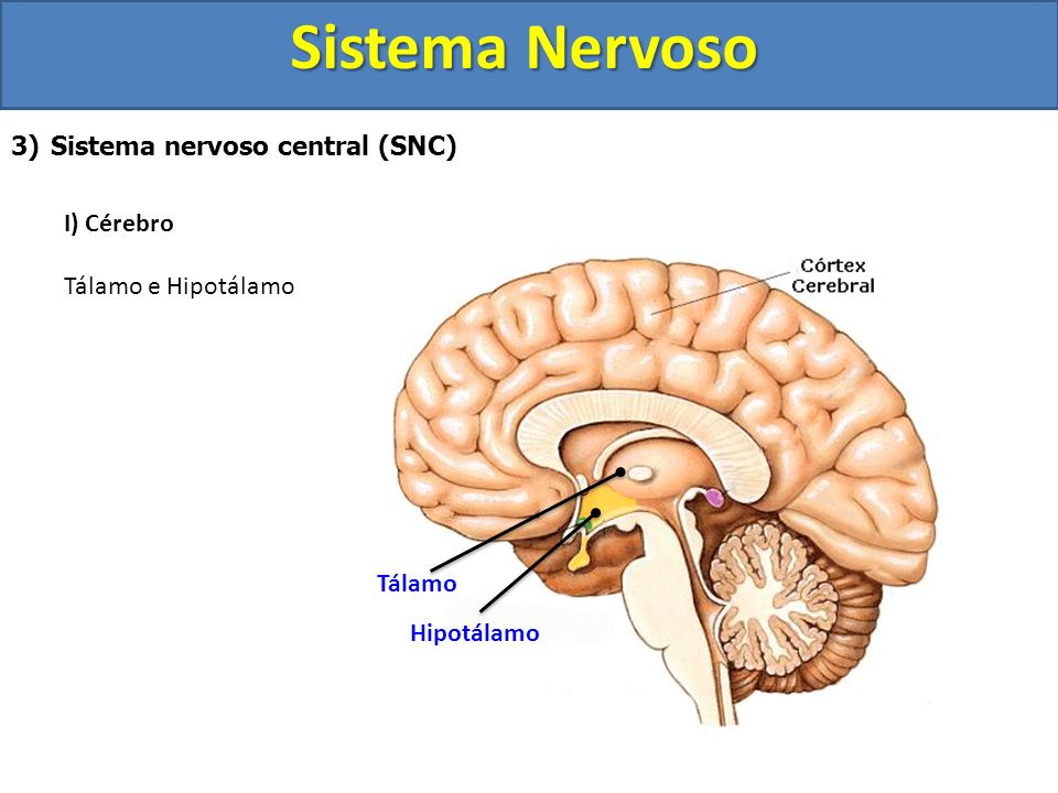 Sistema Nervoso Sistema nervoso central (SNC) I) Cérebro