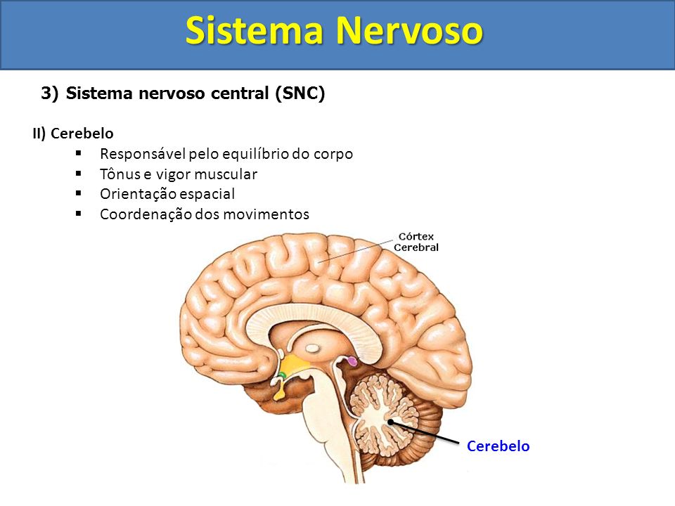 Sistema Nervoso Sistema nervoso central (SNC) II) Cerebelo