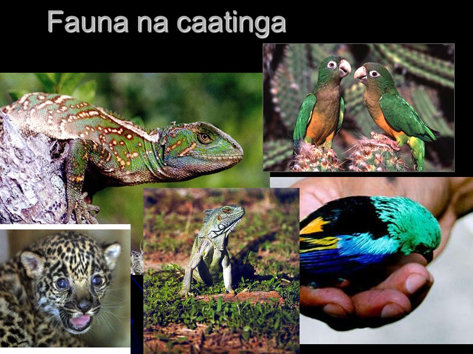 Fauna na caatinga