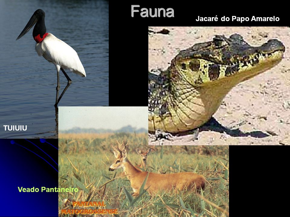 Fauna Jacaré do Papo Amarelo TUIUIU Veado Pantaneiro