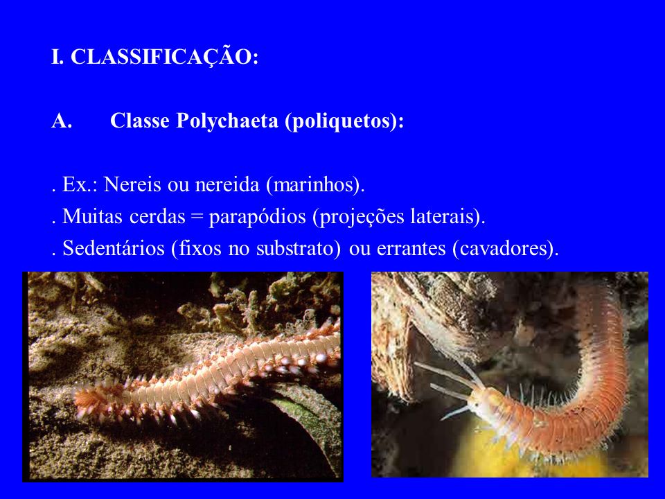 I. CLASSIFICAÇÃO: Classe Polychaeta (poliquetos): . Ex.: Nereis ou nereida (marinhos). . Muitas cerdas = parapódios (projeções laterais).