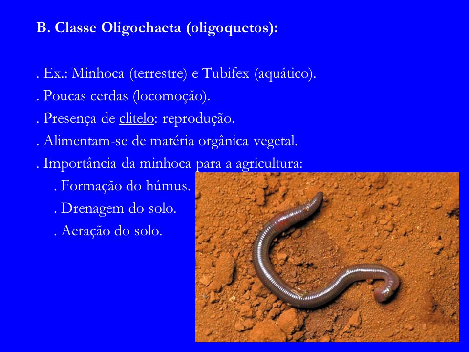 B. Classe Oligochaeta (oligoquetos):