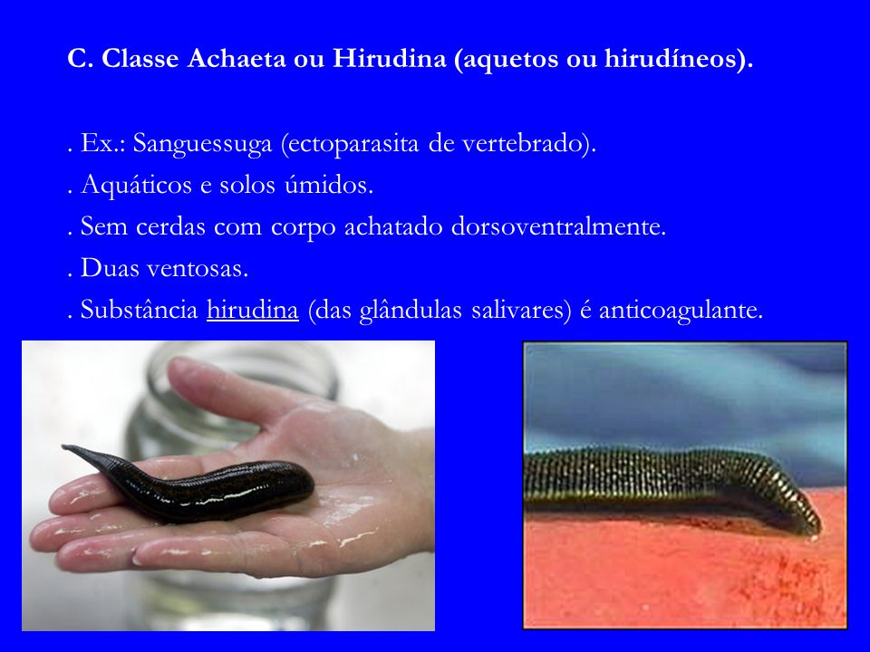 C. Classe Achaeta ou Hirudina (aquetos ou hirudíneos).