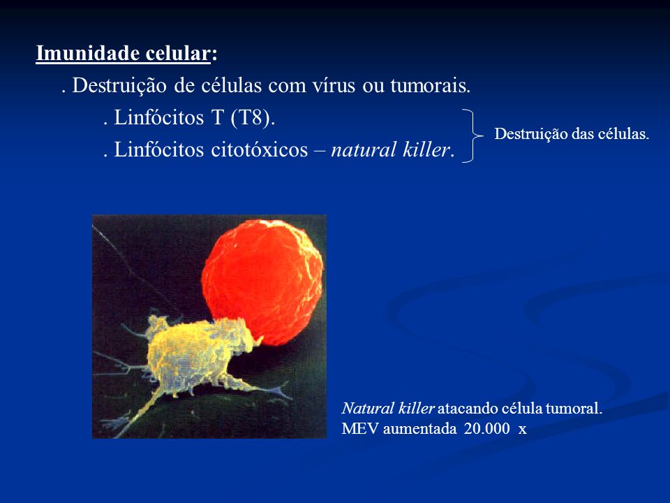 . Destruição de células com vírus ou tumorais. . Linfócitos T (T8).