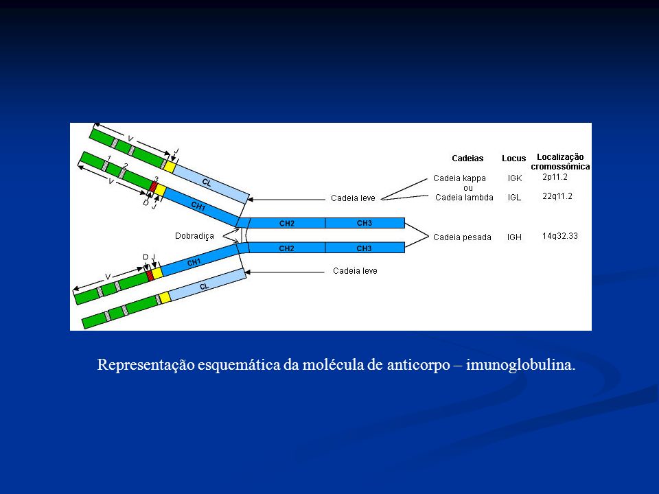 Representação esquemática da molécula de anticorpo – imunoglobulina.