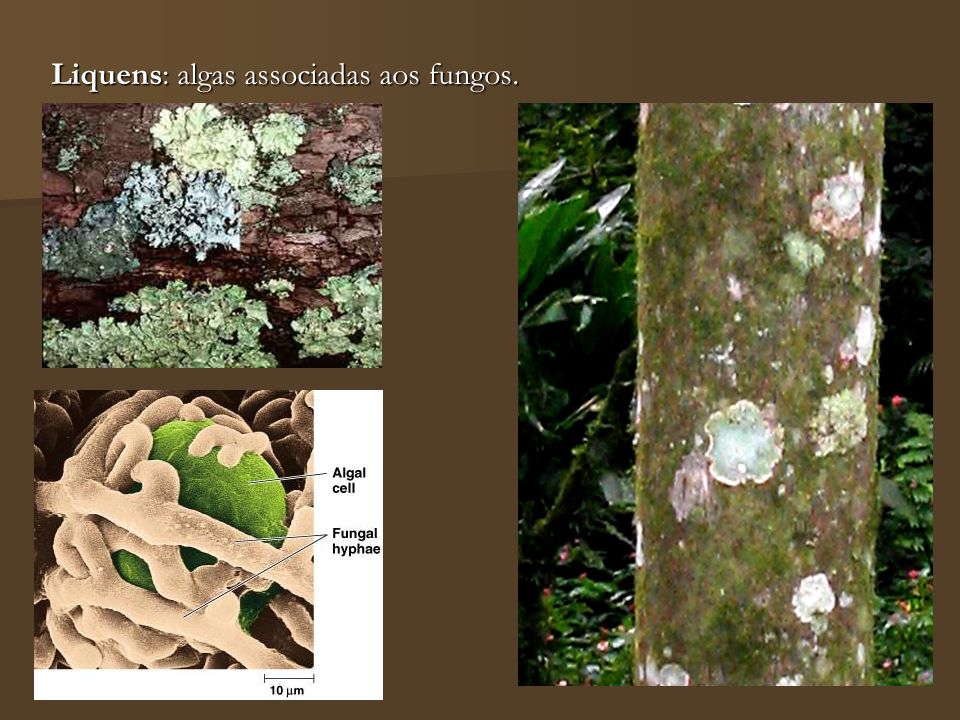 Liquens: algas associadas aos fungos.