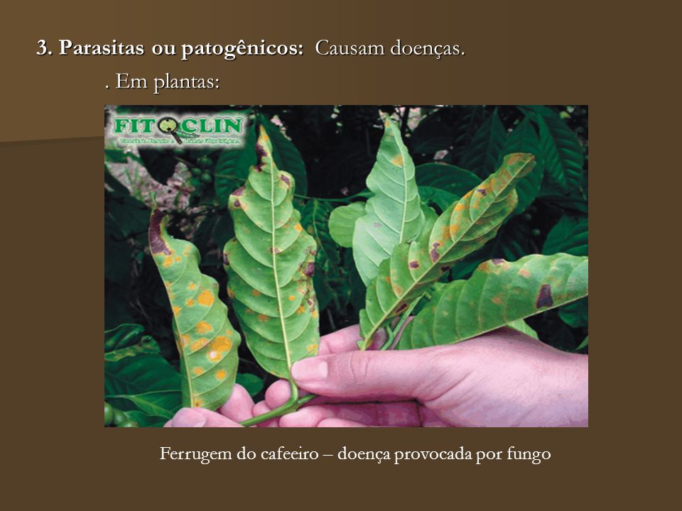 3. Parasitas ou patogênicos: Causam doenças. . Em plantas: