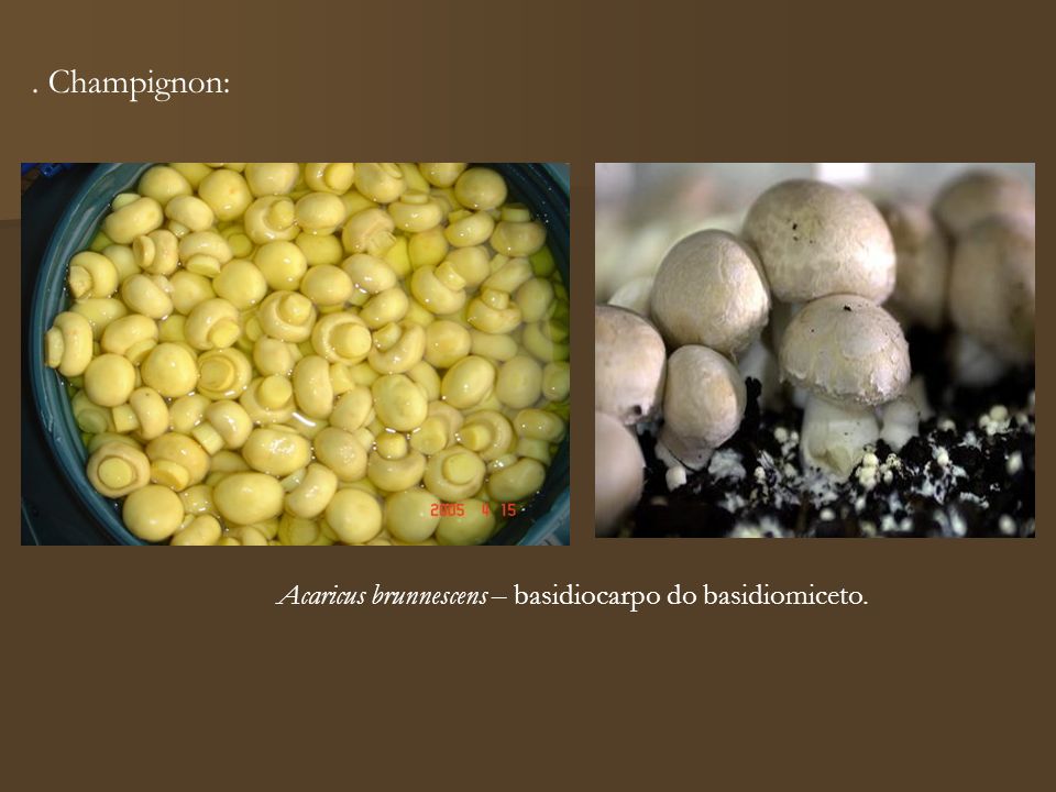 Acaricus brunnescens – basidiocarpo do basidiomiceto.