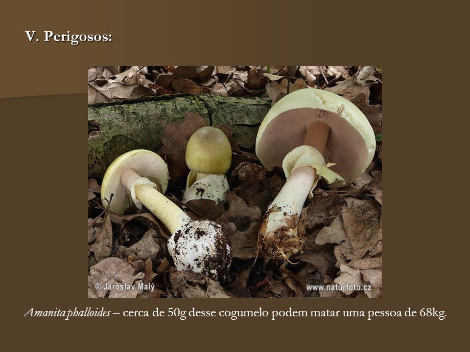 V. Perigosos: Amanita phalloides – cerca de 50g desse cogumelo podem matar uma pessoa de 68kg.