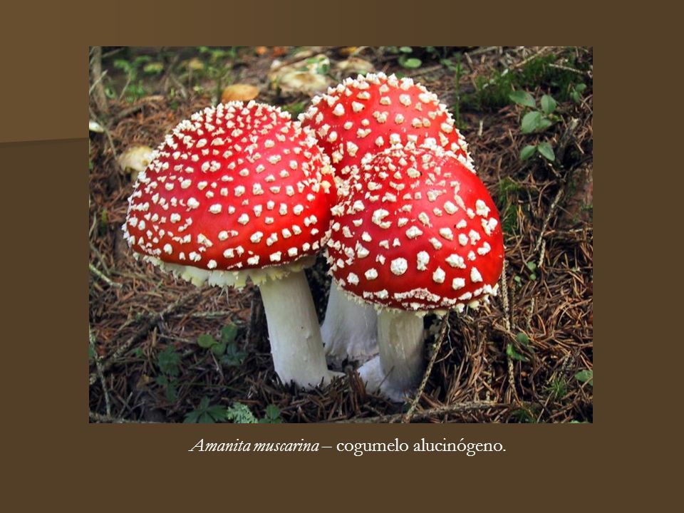 Amanita muscarina – cogumelo alucinógeno.