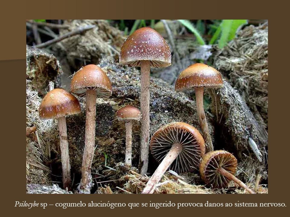 Psilocybe sp – cogumelo alucinógeno que se ingerido provoca danos ao sistema nervoso.