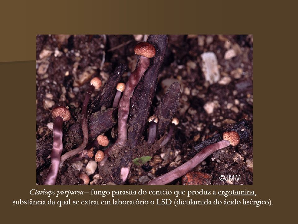 Claviceps purpurea – fungo parasita do centeio que produz a ergotamina,