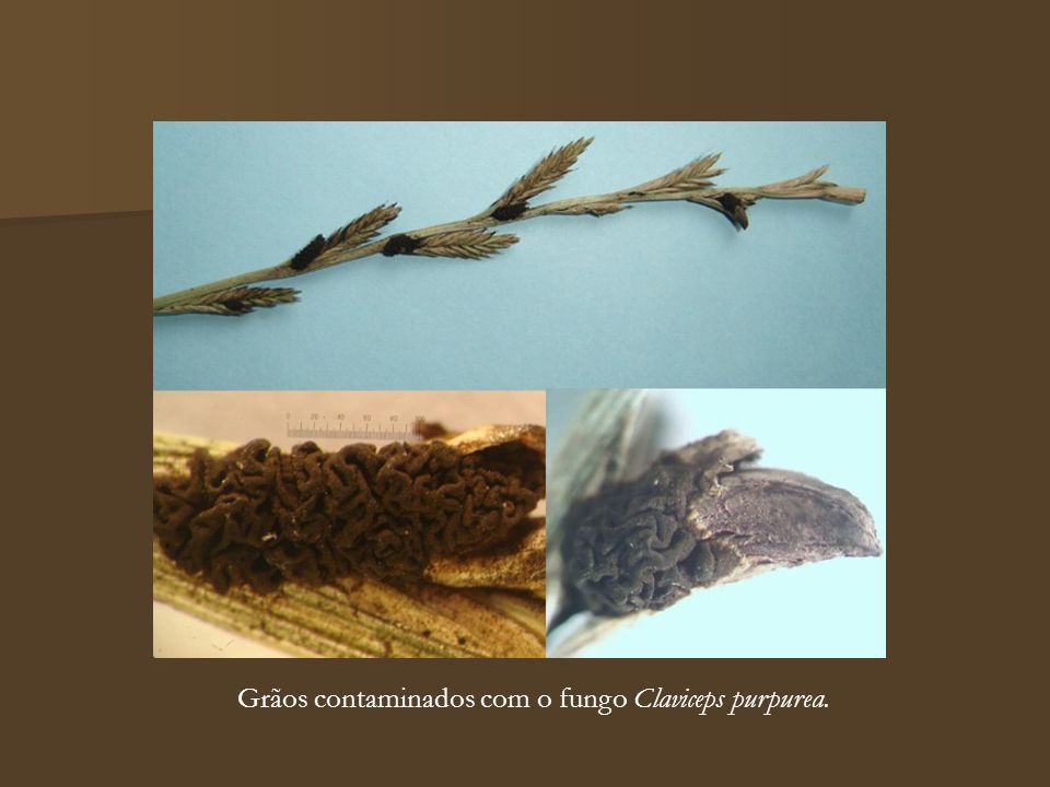 Grãos contaminados com o fungo Claviceps purpurea.