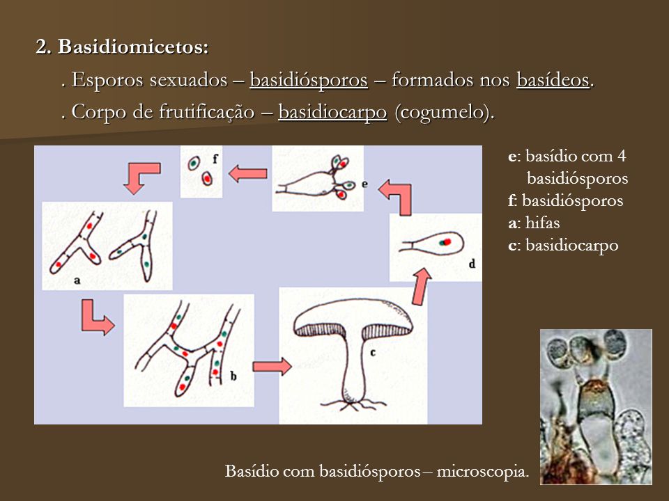 . Esporos sexuados – basidiósporos – formados nos basídeos.