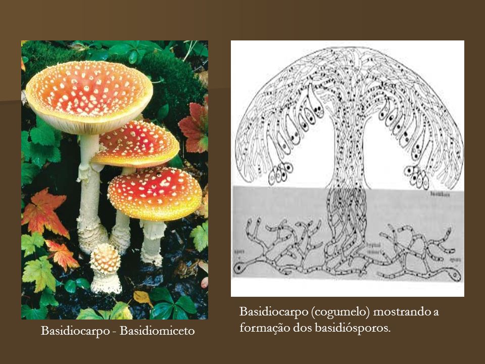 Basidiocarpo (cogumelo) mostrando a