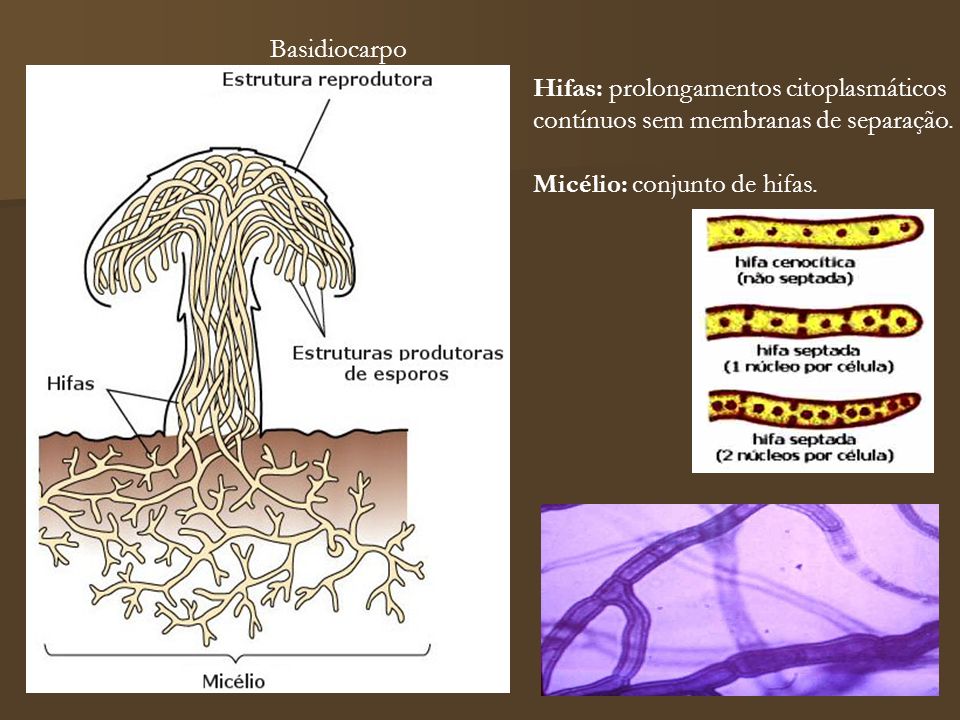 Basidiocarpo Hifas: prolongamentos citoplasmáticos.