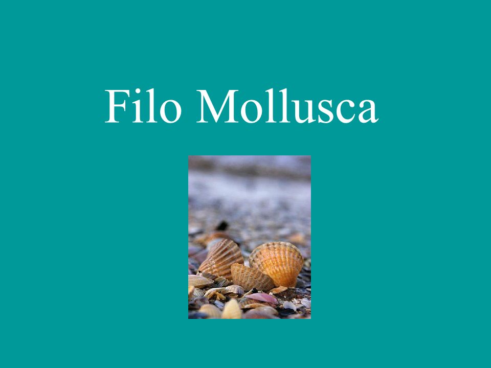 Filo Mollusca