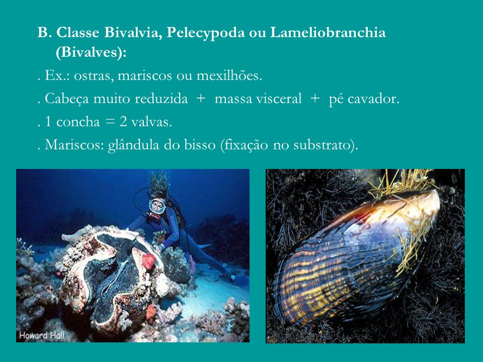 B. Classe Bivalvia, Pelecypoda ou Lameliobranchia (Bivalves):