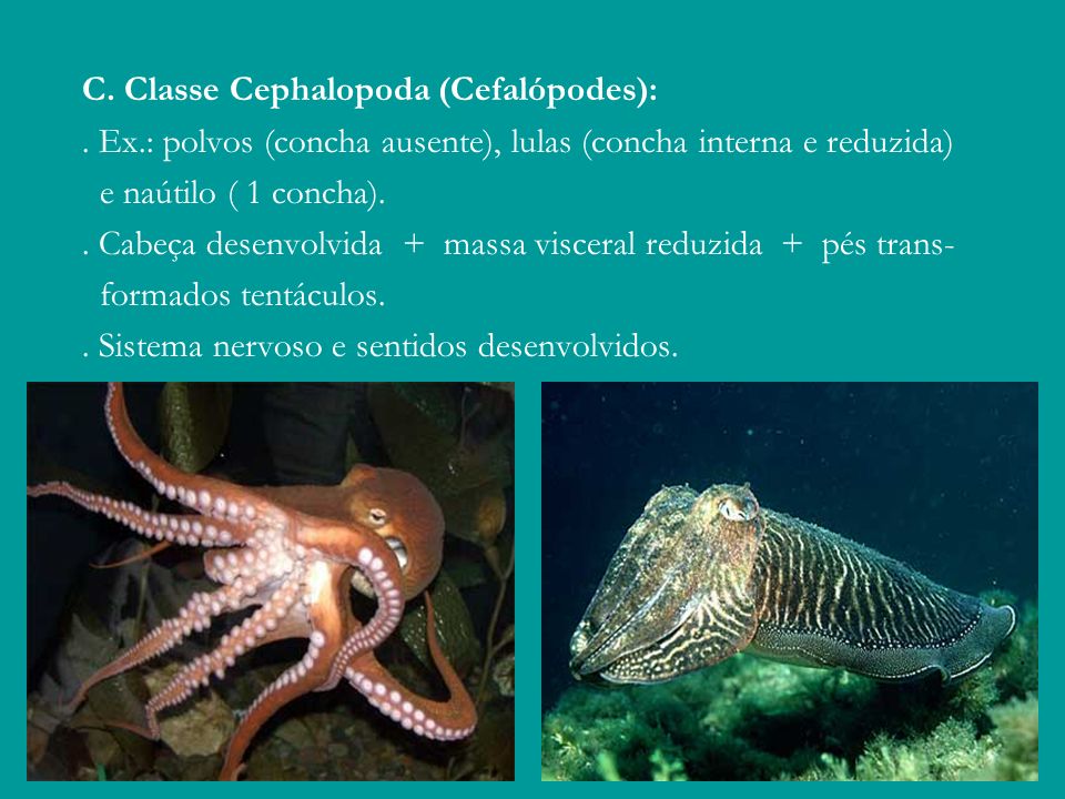 C. Classe Cephalopoda (Cefalópodes):