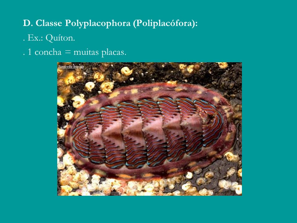 D. Classe Polyplacophora (Poliplacófora):