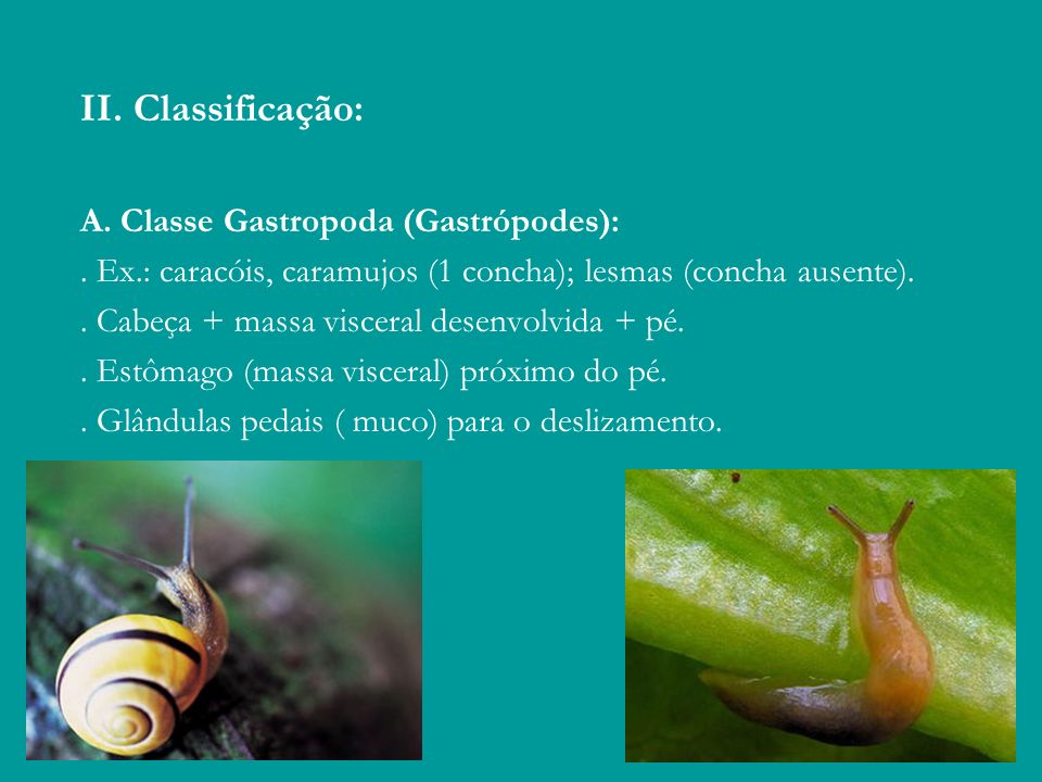 II. Classificação: A. Classe Gastropoda (Gastrópodes):