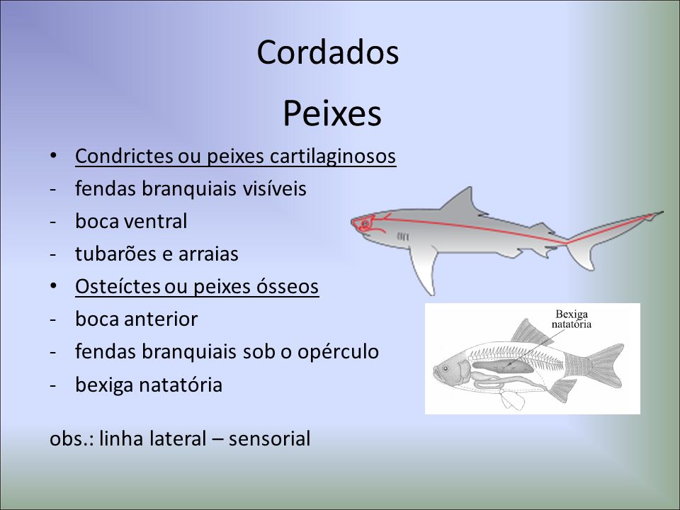 Peixes Cordados Condrictes ou peixes cartilaginosos