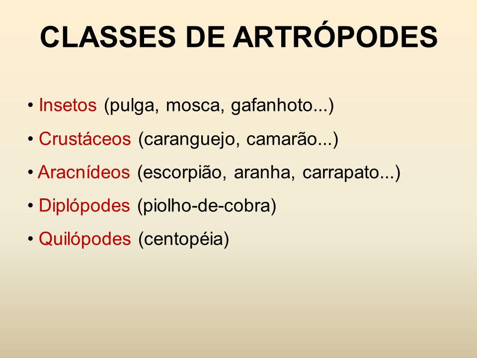 CLASSES DE ARTRÓPODES Insetos (pulga, mosca, gafanhoto...)