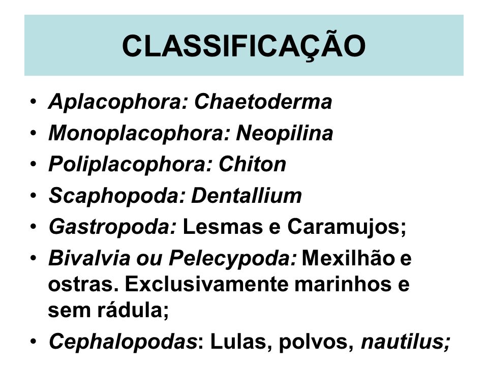 CLASSIFICAÇÃO Aplacophora: Chaetoderma Monoplacophora: Neopilina