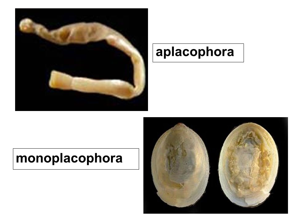 aplacophora monoplacophora