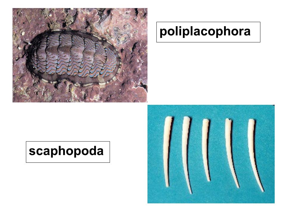 poliplacophora scaphopoda
