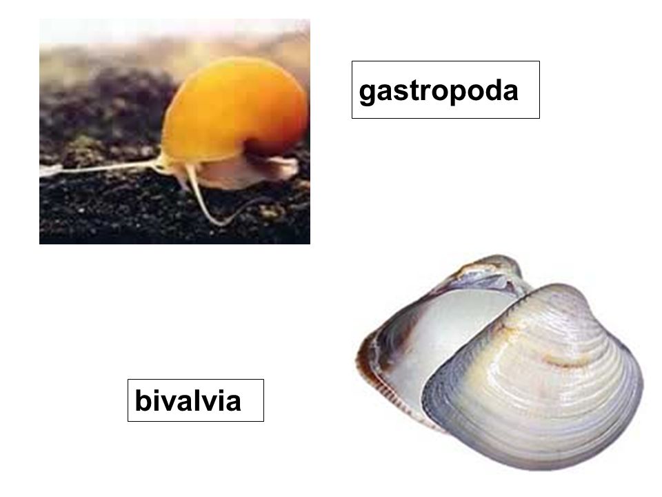 gastropoda bivalvia