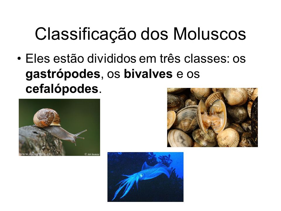 Classificação dos Moluscos
