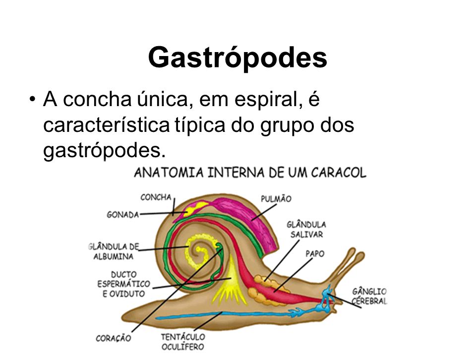 Gastrópodes A concha única, em espiral, é característica típica do grupo dos gastrópodes.