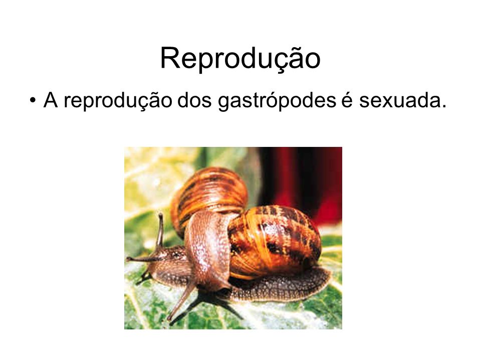 Reprodução A reprodução dos gastrópodes é sexuada.