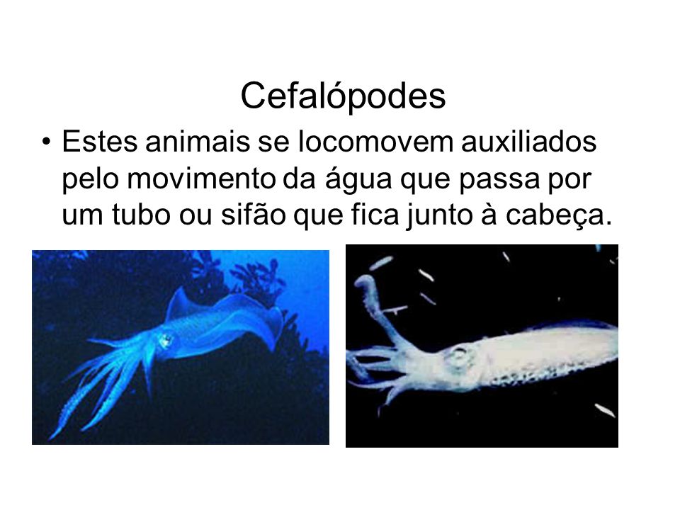 Cefalópodes Estes animais se locomovem auxiliados pelo movimento da água que passa por um tubo ou sifão que fica junto à cabeça.