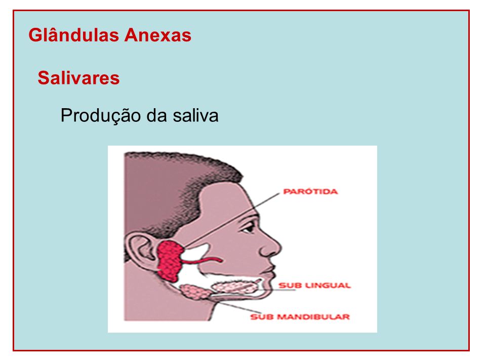 Glândulas Anexas Salivares Produção da saliva