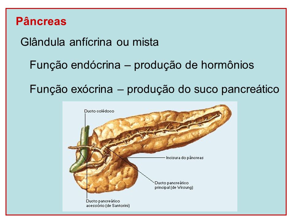 Pâncreas Glândula anfícrina ou mista. Função exócrina – produção do suco pancreático.