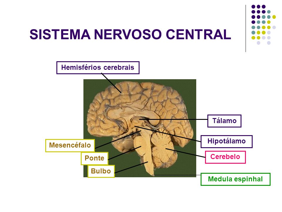 SISTEMA NERVOSO CENTRAL Hemisférios cerebrais